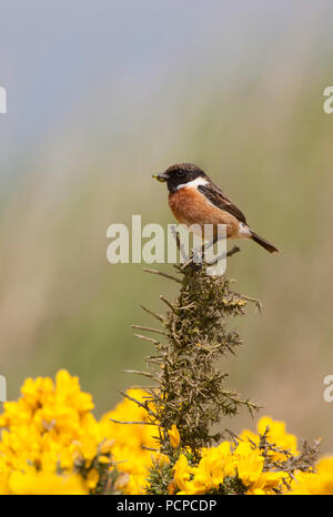 Saxicola torquata Stonechat,, seul mâle adulte se percher sur l'ajonc bush, holding caterpillar dans le projet de loi. Prise peut, Minsmere, Suffolk, UK. Banque D'Images