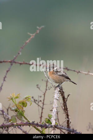 Saxicola torquata Stonechat,, seule femelle adulte se percher sur ronce. Prise peut, Minsmere, Suffolk, UK. Banque D'Images