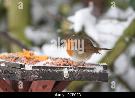 Robin, Erithacus rubecula aux abords, adulte seul debout sur table d'alimentation dans la neige. Prises de février. Lea Valley, Essex, Royaume-Uni. Banque D'Images