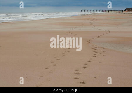 Open beach, Anastasia State Park, Floride Banque D'Images