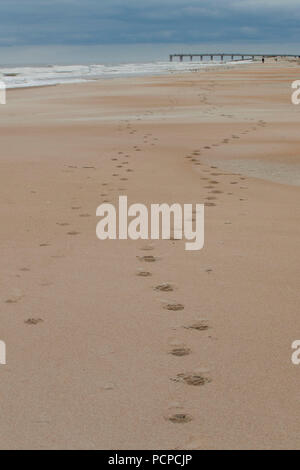 Open beach, Anastasia State Park, Floride Banque D'Images