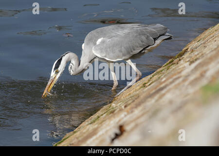 Heron sur la rive de la rivière Douro, la pêche d'un jeune poisson, abondant en automne et à d'autres périodes de l'année Banque D'Images