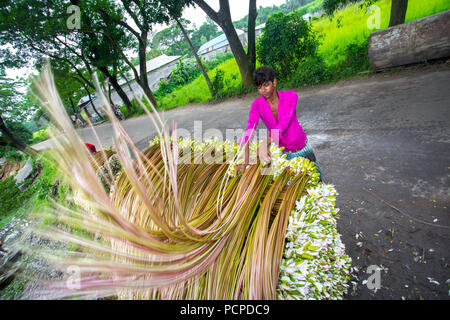 Sada Shapla (nénuphar blanc) est la fleur nationale du Bangladesh. Banque D'Images