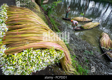 Sada Shapla (nénuphar blanc) est la fleur nationale du Bangladesh. Banque D'Images