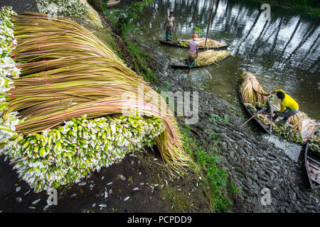 Sada Shapla (nénuphar blanc) est la fleur nationale du Bangladesh. Banque D'Images