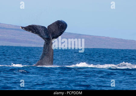 Close up whale tail passe de l'eau de l'océan pour faire Banque D'Images