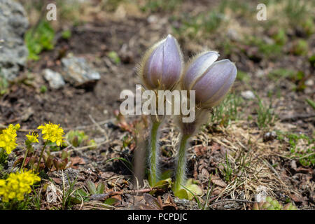 Fleurs sauvages alpines Pulsatilla vernalis (printemps pasqueflower), de la vallée d'aoste, Italie. Banque D'Images