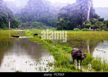 Quelques buffles d'eau dans les champs de riz de Ninh Binh, Vietnam avec des pics calcaires dans cette mystérieuse terre. Banque D'Images