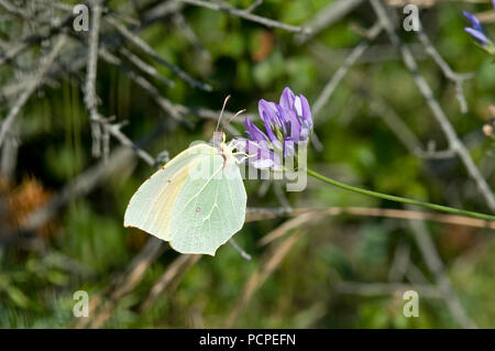 (Gonepteryx cleopatra Cleopatra Butterfly) - Sud France Cléopâtre ou citron de Provence Banque D'Images