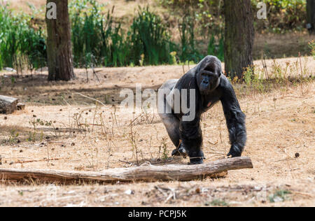 Grand singe gorille montrant sa puissance à l'extérieur dans l'été chaud et sec Banque D'Images