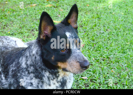 Beau mâle chien de bétail australien portant sur l'herbe Banque D'Images