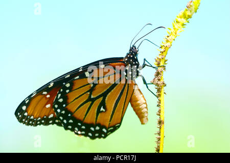 Close up de la Reine (Papillon Danaus gilippus) perché sur une tige florale Banque D'Images