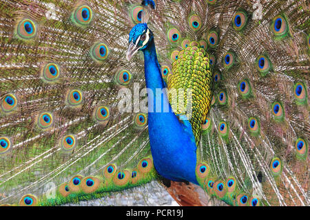 Close up d'un paon magnifique affichant son plumage magnifique Banque D'Images