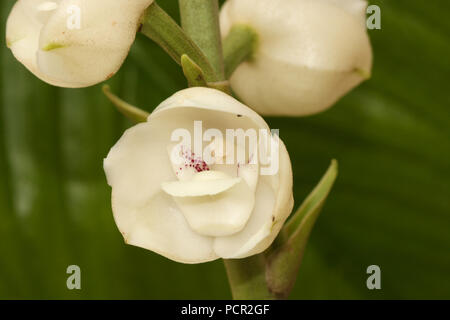 Gros plan de la fleur de l'Esprit Saint, fleur nationale du Panama Banque D'Images