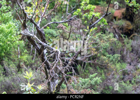 Les Açores, bouvreuil Pyrrhula murina, ou localement Priolo, est une espèce d'oiseau dans la vraie famille. Banque D'Images