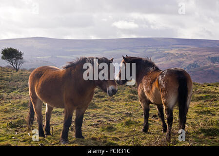 Roaming gratuit poneys Exmoor sur Bossington Hill dans le Parc National d'Exmoor à Somerset, Angleterre, par un beau jour de l'hiver. Banque D'Images