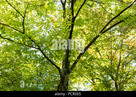 Arbre de la Japanese Zelkova serrata en parc avec la lumière du soleil et de t runk Banque D'Images