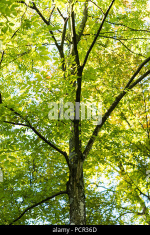 Arbre de la Japanese Zelkova serrata en parc avec la lumière du soleil et de t runk Banque D'Images