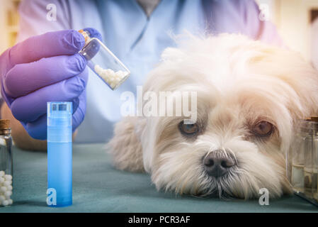 Globules homéopathiques holding vétérinaire pour un petit chien maltais Banque D'Images