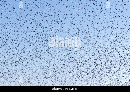 Des milliers d'étourneaux effectuant leur soirée murmuration dans le ciel au-dessus de la réserve naturelle de Shapwick Heath à Somerset, Angleterre Banque D'Images