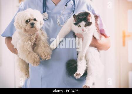 Vétérinaire avec chien et chat dans ses mains Banque D'Images