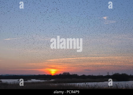 Des milliers d'étourneaux effectuant leur soirée murmuration dans le ciel au-dessus de la réserve naturelle de Shapwick Heath à Somerset, Angleterre Banque D'Images