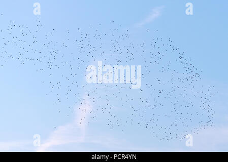 Des milliers d'étourneaux effectuant leur soirée murmuration dans le ciel au-dessus de la réserve naturelle de Shapwick Heath à Somerset, Angleterre Banque D'Images