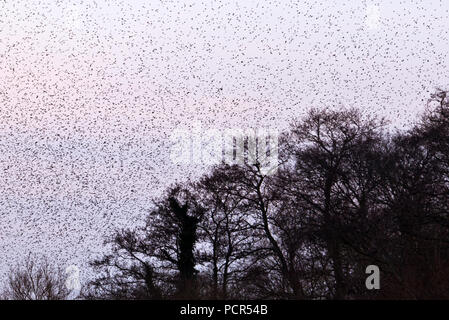 Des milliers d'étourneaux effectuant leur soirée murmuration dans le ciel au-dessus de la réserve naturelle de Shapwick Heath à Somerset, Angleterre Banque D'Images