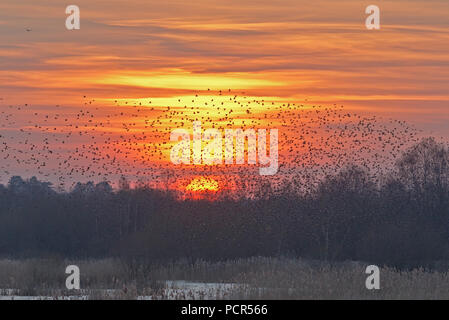 Des milliers d'étourneaux effectuant leur soirée murmuration dans le ciel au-dessus de la réserve naturelle de Shapwick Heath à Somerset, Angleterre Banque D'Images