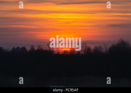 Des milliers d'étourneaux effectuant leur soirée murmuration dans le ciel au-dessus de la réserve naturelle de Shapwick Heath à Somerset, Angleterre Banque D'Images