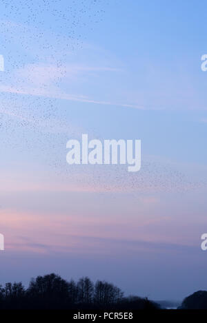 Des milliers d'étourneaux effectuant leur soirée murmuration dans le ciel au-dessus de la réserve naturelle de Shapwick Heath à Somerset, Angleterre Banque D'Images