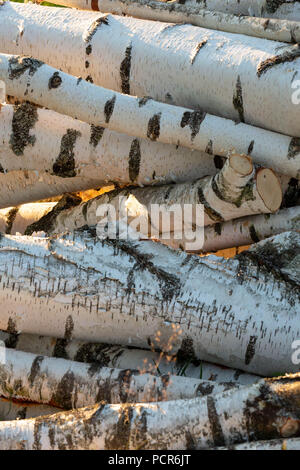 Pile de bouleau fraîchement coupé les troncs des arbres éclairés par la lumière du soleil de fin d'après-midi. Banque D'Images