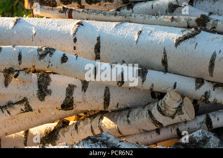 Pile de bouleau fraîchement coupé les troncs des arbres éclairés par la lumière du soleil de fin d'après-midi. Banque D'Images