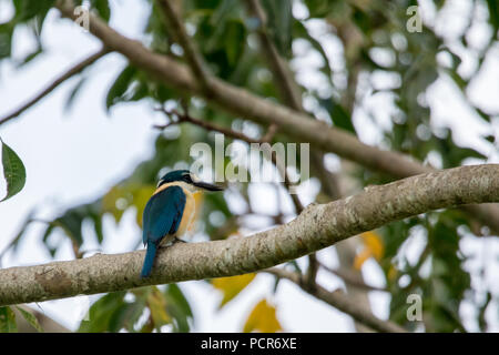 Télévision-billed Kingfisher perché sur une branche au Samoa. Banque D'Images