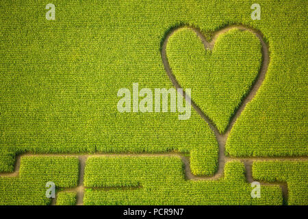 Coeur dans le champ de maïs, labyrinthe de maïs dans un champ de maïs à Herten, chemins dans le champ de maïs, coeur vert, forme de coeur, en forme de coeur, Herten, Ruhr, Rhénanie du Nord-Westphalie, Allemagne Banque D'Images