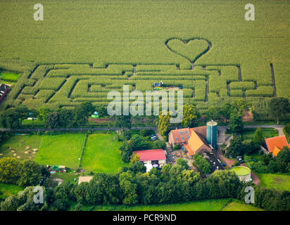 Coeur dans le champ de maïs, labyrinthe de maïs dans un champ de maïs à Herten, chemins dans le champ de maïs, coeur vert, forme de coeur, en forme de coeur, Herten, Ruhr, Rhénanie du Nord-Westphalie, Allemagne Banque D'Images