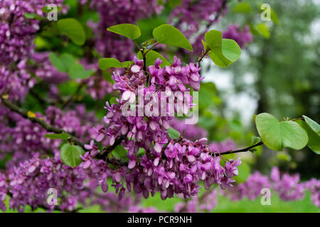 Judas-tree avec des boutons floraux et jardin bokeh Banque D'Images