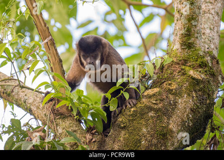 Singe capucin noir (Sapajus nigritus) dans la forêt atlantique du Brésil. Banque D'Images