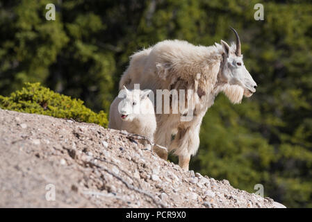 La chèvre de montagne Oreamnos americanus, nounou, et Kid, Jasper National Park, Alberta, Canada Banque D'Images