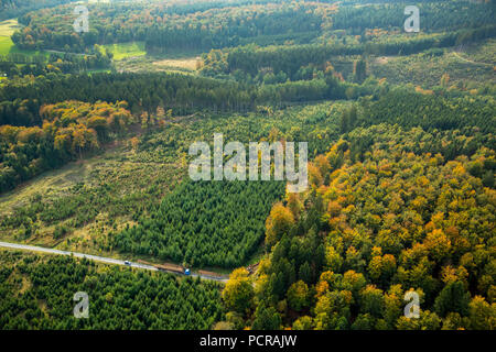 Les travailleurs forestiers, l'abattage des arbres et des forêts Forêt Meschede Glassmecke, Meschede, Sauerland, Rhénanie du Nord-Westphalie, Allemagne Banque D'Images