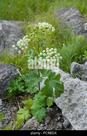 La berce du Caucase, Heracleum mantegazzianum Banque D'Images