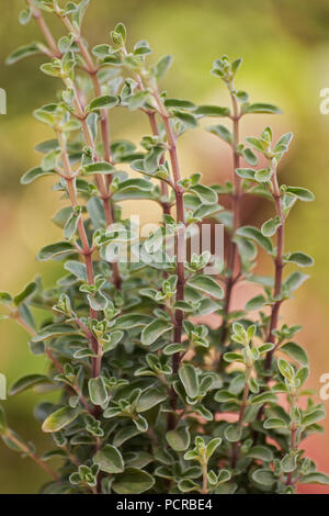 L'origan plante sur fond naturel Banque D'Images