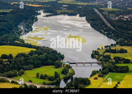 Ruhrverband Centrale hydroélectrique, plante aquatique, Elodea nuttallii élodée, Kemnader Voir réservoir sur les limites des villes de Witten, Bochum et Hattingen, la rivière Ruhr, Ruhrverband (fournisseur d'eau de droit public), Witten, Ruhr, Rhénanie du Nord-Westphalie, Allemagne Banque D'Images