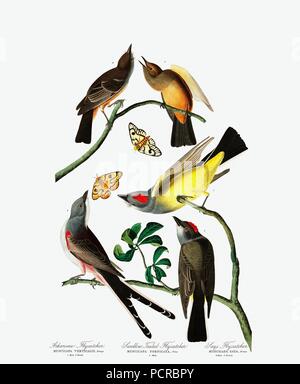 Trois variétés de Moucherolle vert, 1845. Banque D'Images