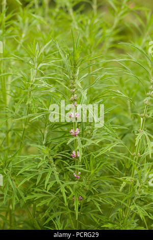 Leonurus sibiricus, communément appelé ou honeyweed Motherwort Sibérien, est une espèce de plante herbacée originaire de Chine, de la Mongolie et de la Sibérie,.Il est utilisé Banque D'Images