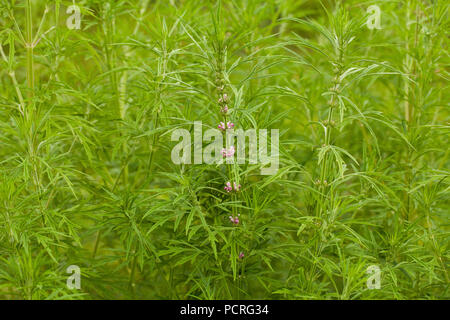 Leonurus sibiricus, communément appelé ou honeyweed Motherwort Sibérien, est une espèce de plante herbacée originaire de Chine, de la Mongolie et de la Sibérie,.Il est utilisé Banque D'Images