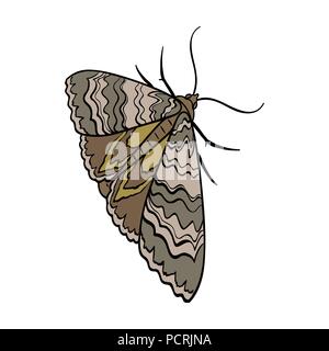 Papillon de nuit, papillon de nuit. Espèce d'insectes ravageurs dans l'icône unique cartoon style symbole vecteur illustration isométrique stock . Illustration de Vecteur
