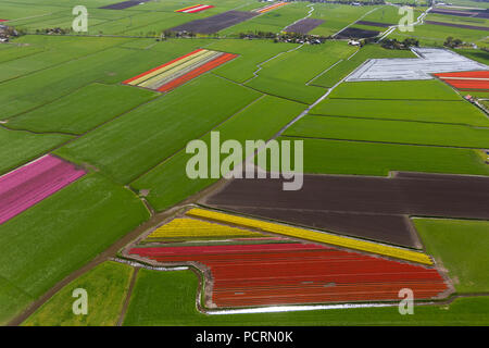 Champs de tulipes, de l'agriculture, les champs de tulipes colorées, tulipes (lat.Tulipa), fleurs ornementales, Zuidermeer, Hollande, Hollande du Nord, Pays-Bas, Europe Banque D'Images