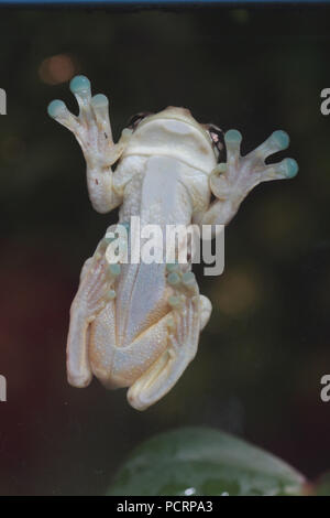 Golden Mission-eyed tree frog assis sur un volet, le côté inférieur Banque D'Images