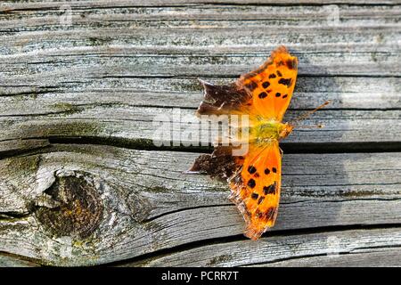 Un point d'interrogation butterfly repose sur l'injection d'une passerelle en bois à l'usine de Yates County Park à Raleigh en Caroline du Nord Banque D'Images